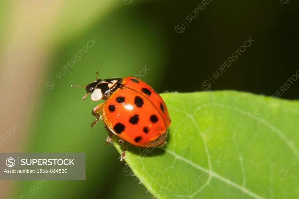 A Multicolored Asian Lady Beetle Harmonia axyridis perched on a leaf, Promised Land State Park, Greentown, Pike County, Pennsylvania, USA