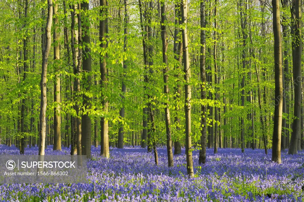 A blooming carpet of Bluebells in beech forest, bluebells Hyacinthoides non-scripta and European beech trees Fagus sylvatica, Hallerbos, Belgium, Euro...