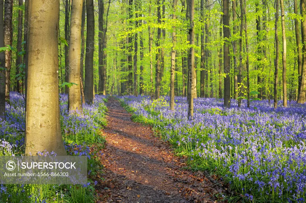 Path through a carpet of Bluebells in European beech forest, bluebells Hyacinthoides non-scripta and European beech trees Fagus sylvatica, Hallerbos, ...