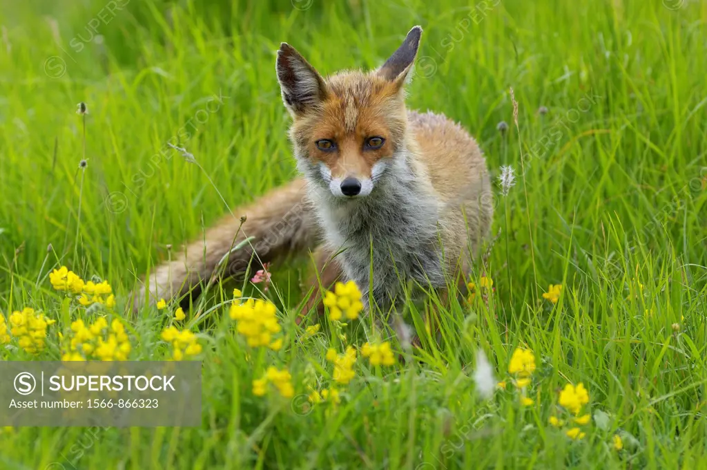 Red Fox Vulpes vulpes in flowering meadow, Monti Sibillini National Park, Umbria, Italy