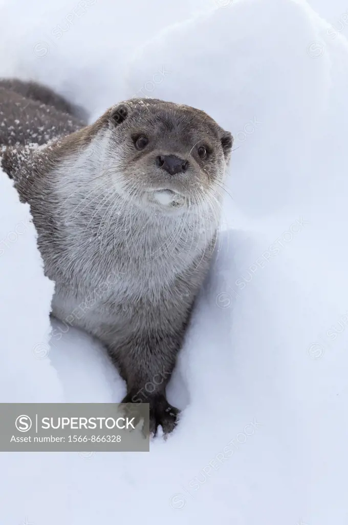 European Otter Lutra lutra in snow, Bavaria, Germany