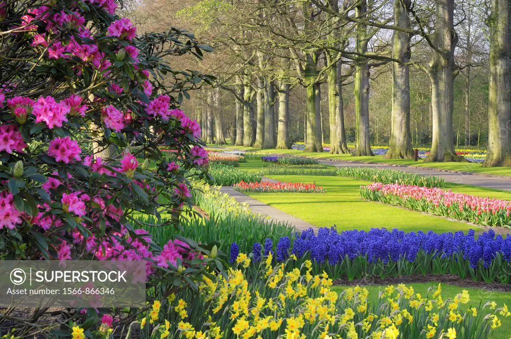 Tree lined path in formal garden with Springtime flowerbeds and Rhododendron, Keukenhof Gardens, Lisse, Holland, Netherlands