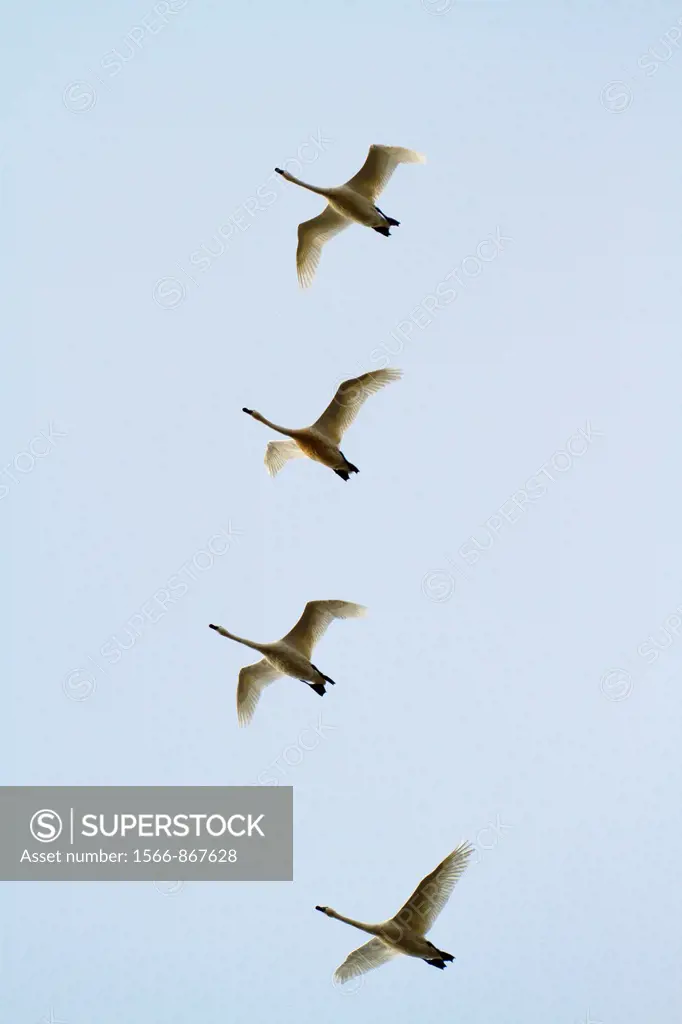 Snow Geese flying