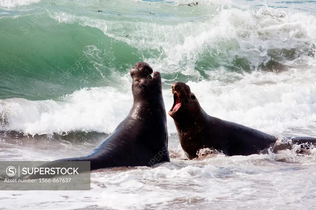 Elephant Seals in the water