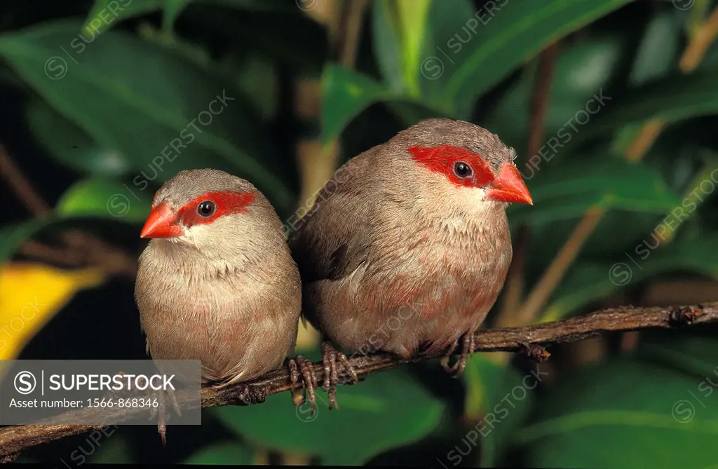Black Rumpted Waxbill or Red Eared Waxbill, estrilda troglodytes, Adults standing on Branch