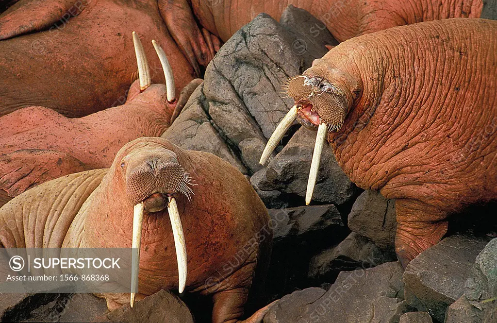 Walrus, odobenus rosmarus, Colony standing on Rocks, Round Island in Alaska