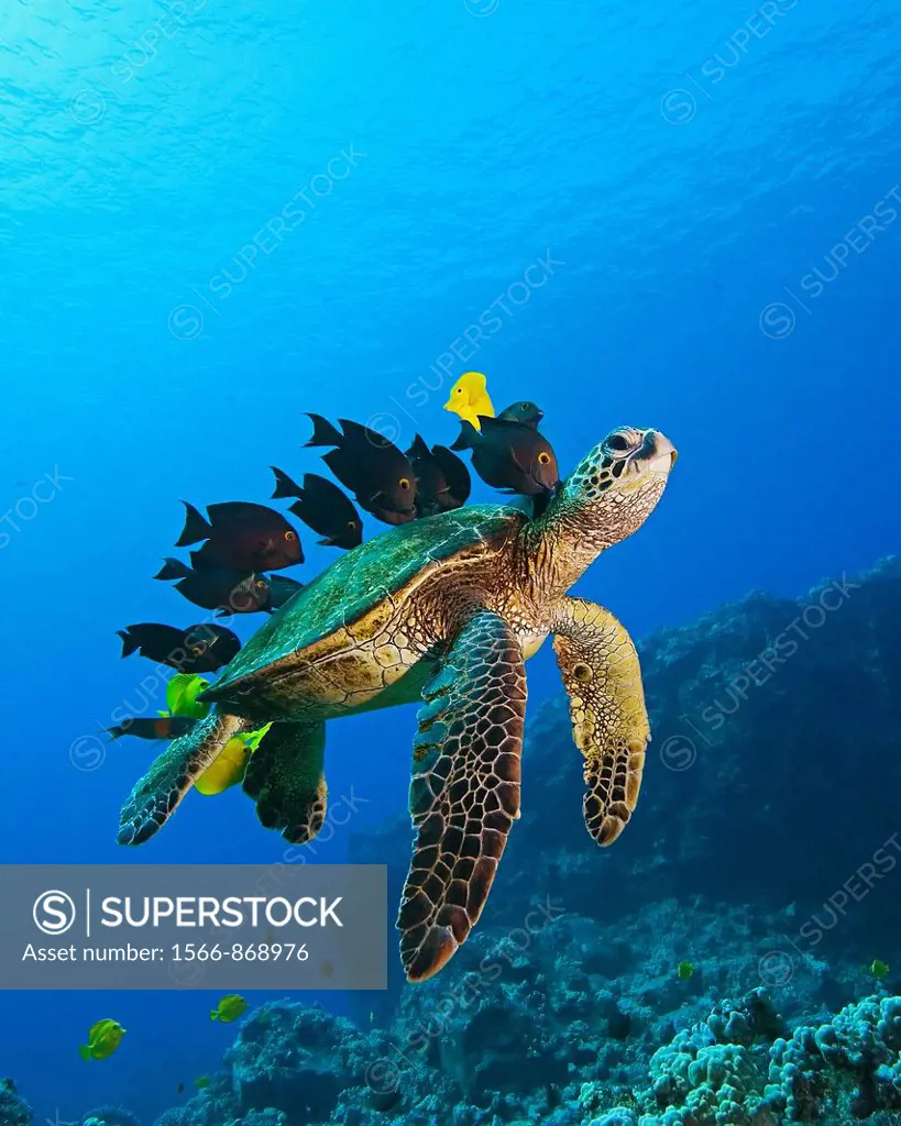 endangered species, green sea turtle, Chelonia mydas, being cleaned by yellow tang, Zebrasoma flavescens, gold-ring surgeonfish, Ctenochaetus strigosu...