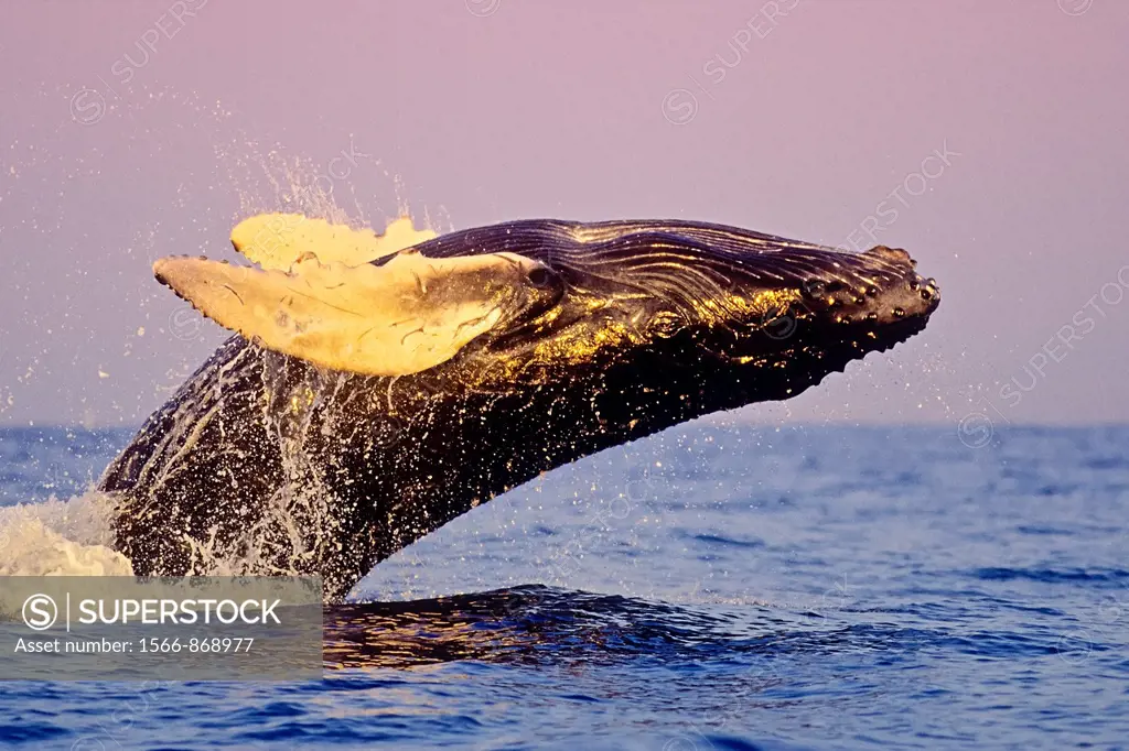 humpback whale, Megaptera novaeangliae, calf breaching with open eye, under golden hour light, Hawaii, USA, Pacific Ocean