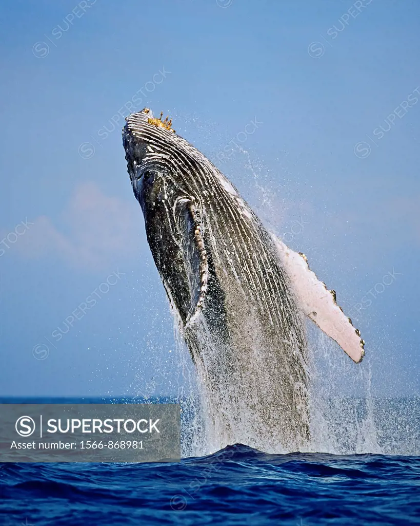humpback whale, Megaptera novaeangliae, breaching, Hawaii, USA, Pacific Ocean