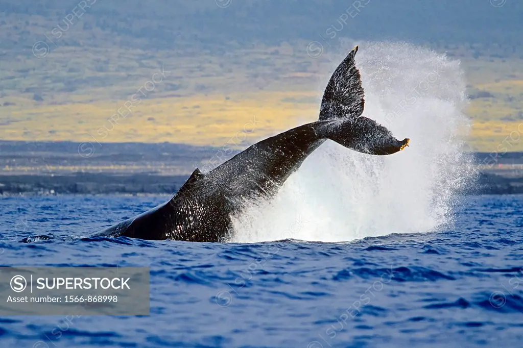 humpback whale, Megaptera novaeangliae, peduncle throw or tail breach, Hawaii, USA, Pacific Ocean