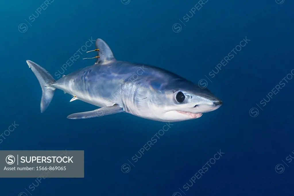 shortfin mako shark, Isurus oxyrinchus, with parasitic copepods, very aggressive and the fastest swimmer of all shark species, San Diego, California, ...