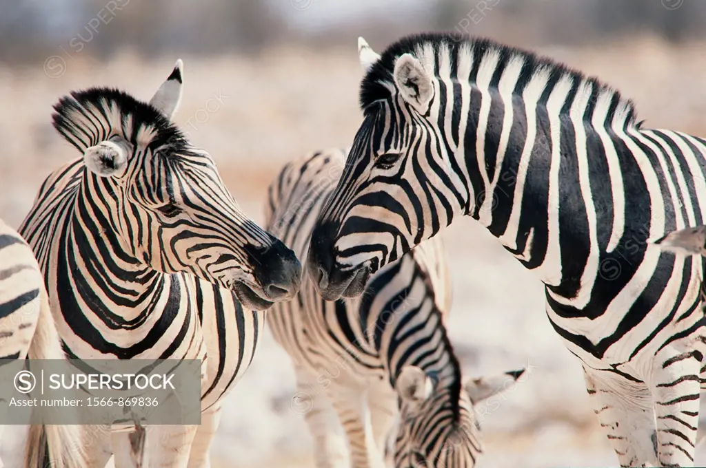 Burchell`s zebra Hippotigris quagga, two stallions rivalling, National Park Etosha, Namibia