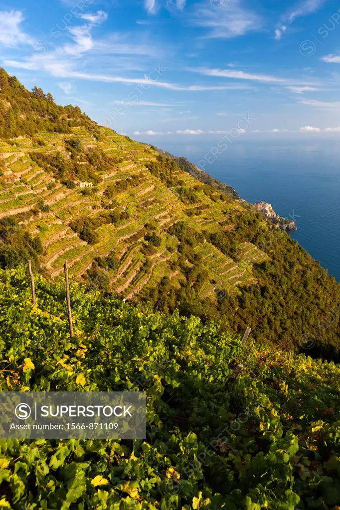 Terraced vineyards, Volastra, Cinque Terre National Park, Province of La Spezia, Liguria, Italy, Europe
