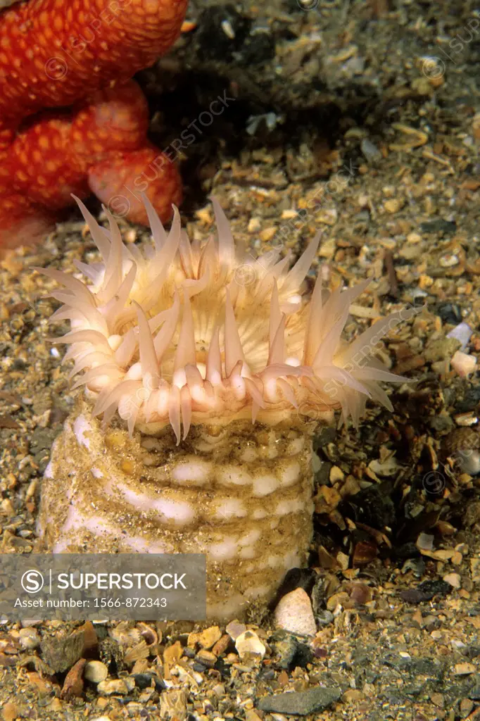 Sea anemone (Actinauge richardi), Eastern Atlantic, Galicia, Spain