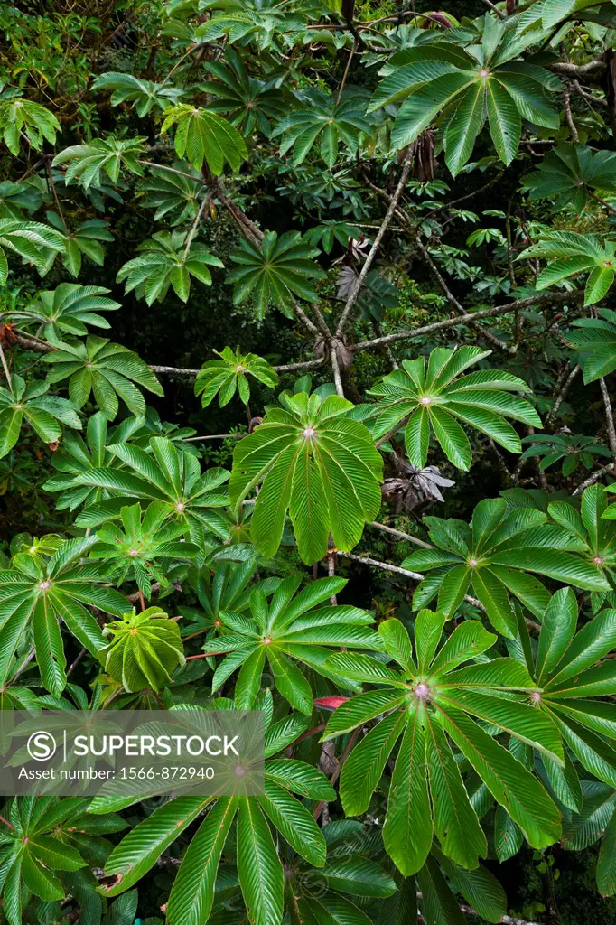 Santa Elena Cloud Forest Nature Reserve, Costa Rica, Central America, America.