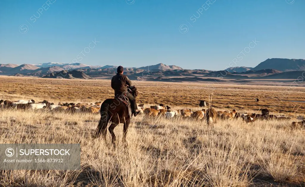 nomadic Kazakh bringing home the livestock in the beautiful range country of the Altai Region of Bayan-Ölgii in Western Mongolia