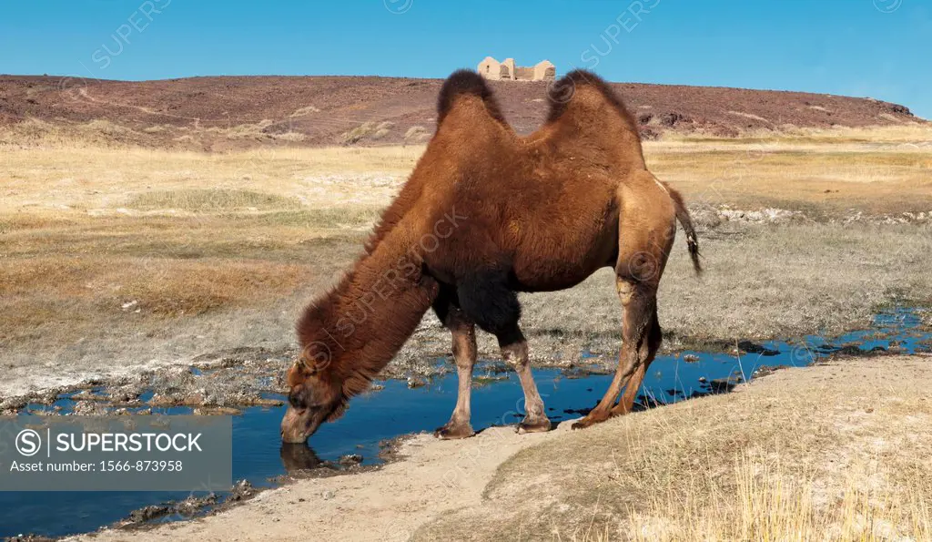 twin humped Bactrian camels in the Gobi Desert of Mongolia