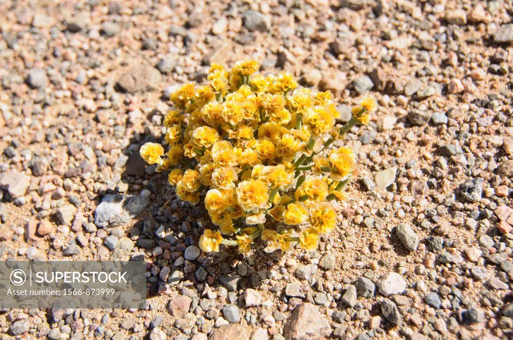flowers surviving in the Gobi Desert of Mongolia