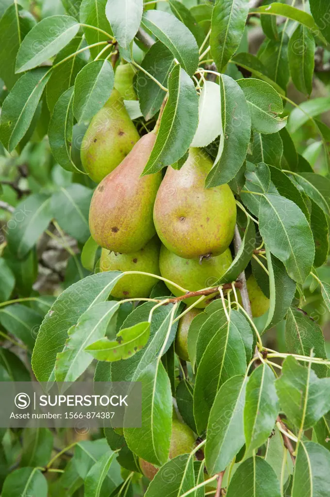 Pear tree Pyrus communis with fruits, Cerdanya valley, Spain.