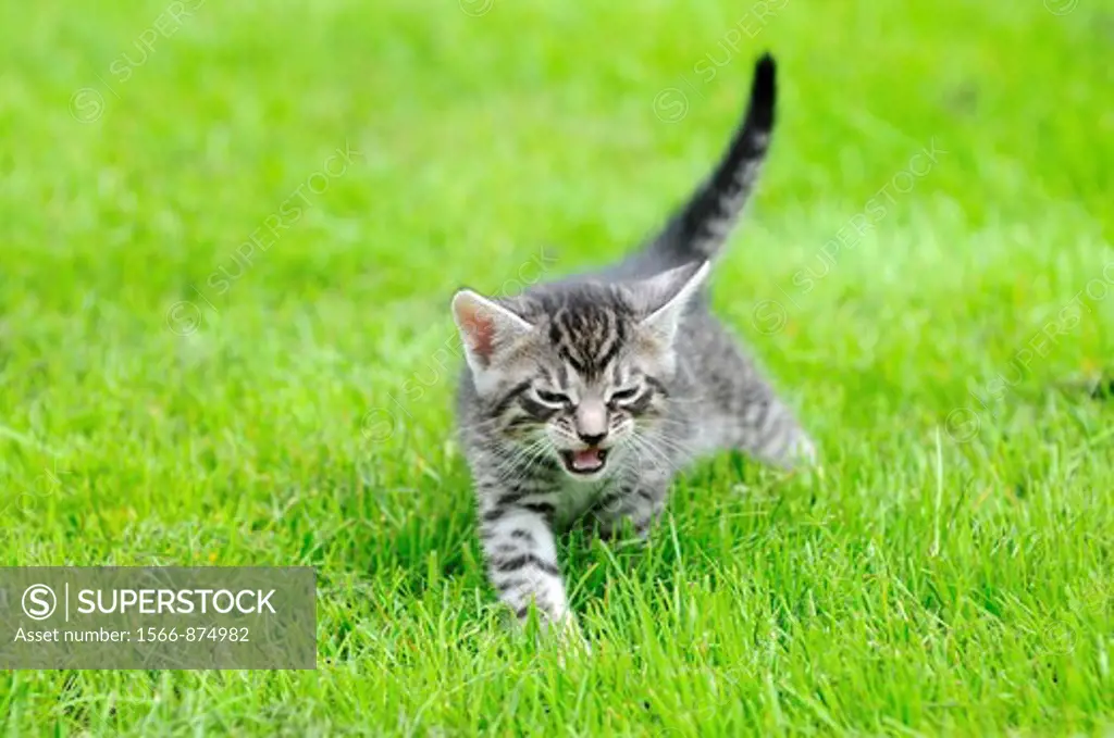 Kitten on a grass