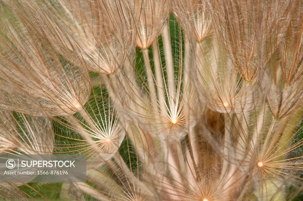 Purple salsify Tragopogon porrifolius, Crete