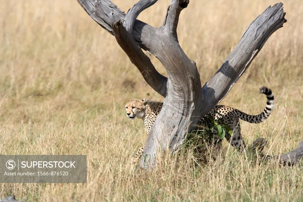 Cheetah walking across the Masai Mara