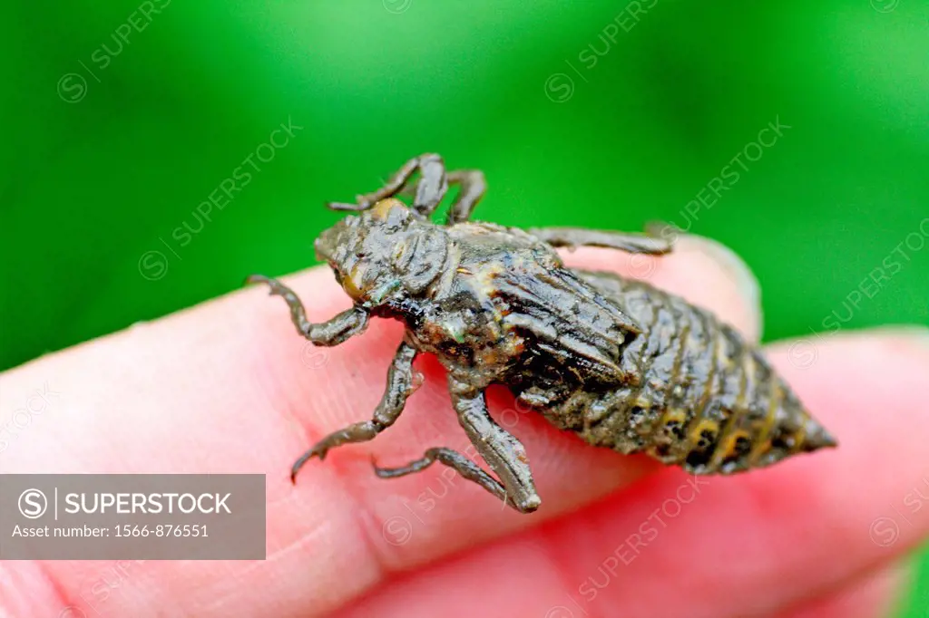 Emerging dragonfly larvae on photographer´s hand  Live larvae of Club-tailed Dragonfly Gomphus vulgatissimus crawling on the photographer´s hand just ...