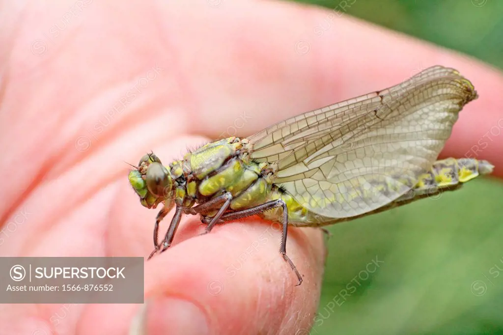 Newly emerged Club-tailed Dragonfly, Gomphus vulgatissimus, on photographer´s finger  Wings are closed and waxy with fluid  Eyes are forming  Tail is ...