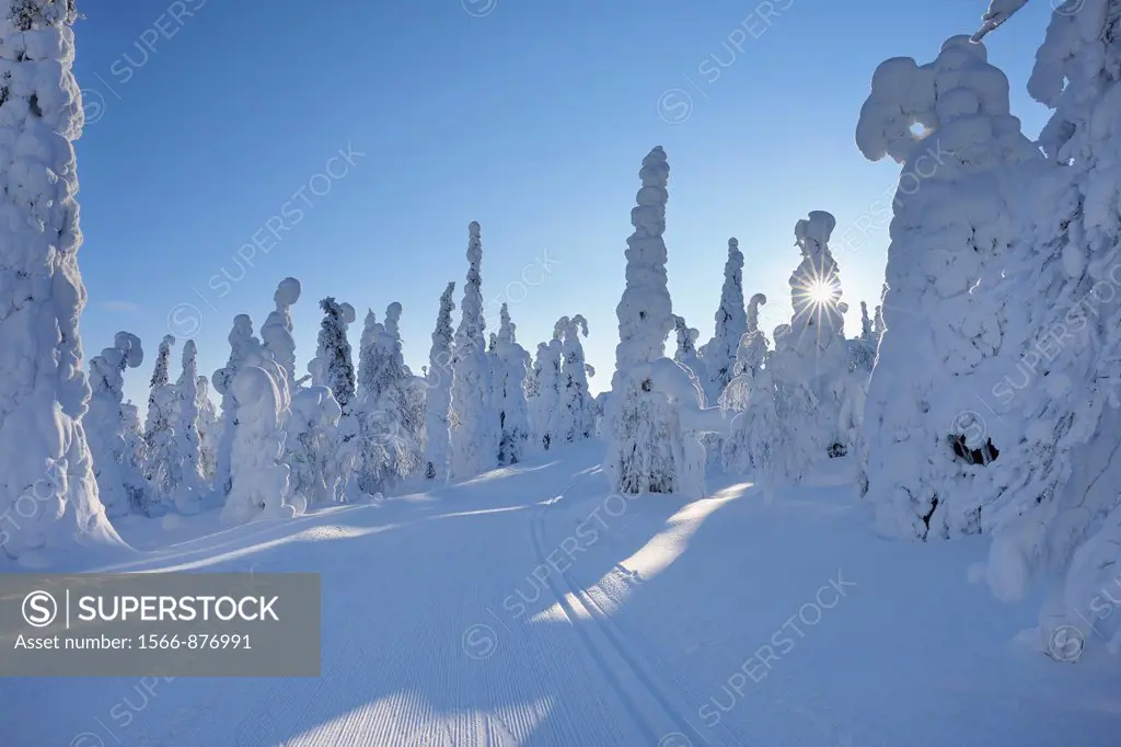 Cross-country ski trail with sun, Winter, Rukatunturi, Ruka, Kuusamo, Nordoesterbotten, Suomi, Finland
