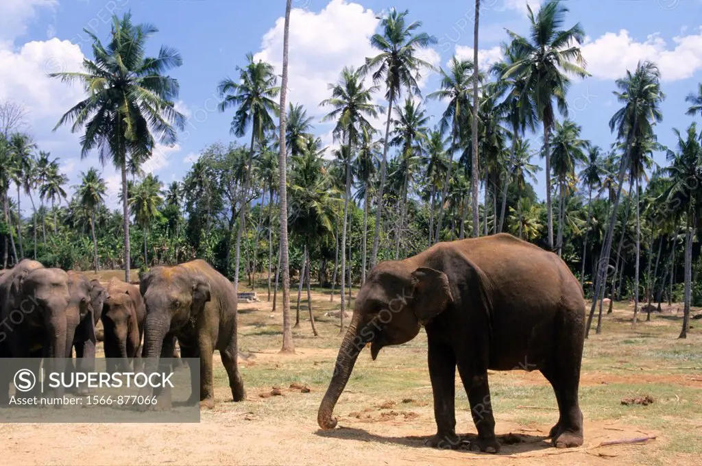 Asian elephants elephas maximus, Pinnawela Orphanage, Kegalle near Kandy, Sri Lanka