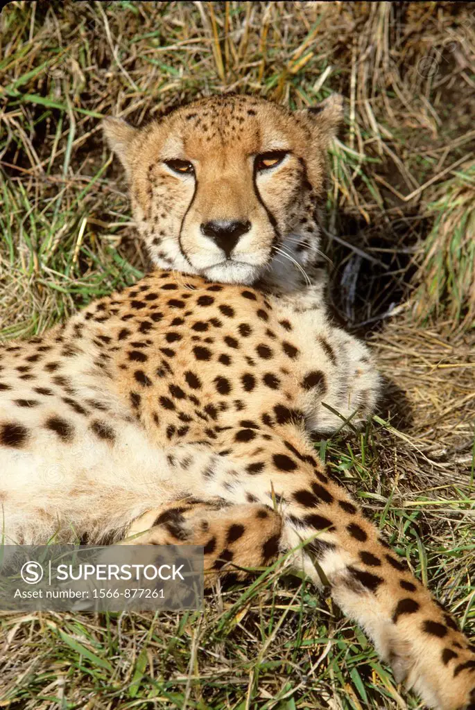Cheetah, Winston Wildlife Safari, OR