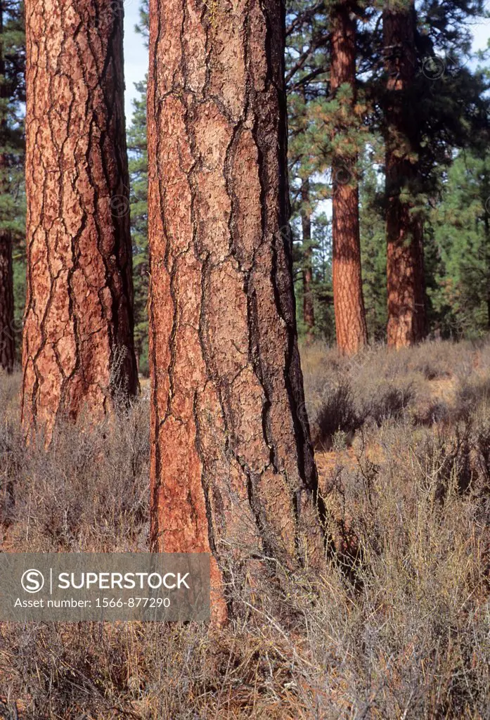 Ponderosa pine, Metolius Wild and Scenic River corridor, Deschutes National Forest, Oregon