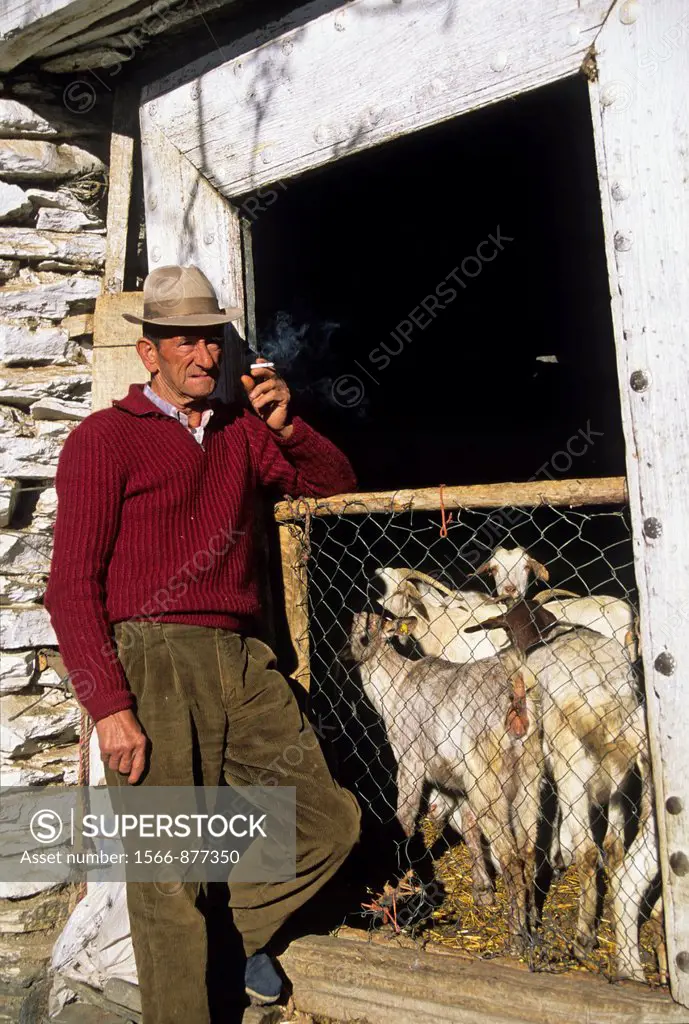 old shepherd man and sheep, village in Alpujarras, Sierra Nevada, Andalusia, Spain, Europe