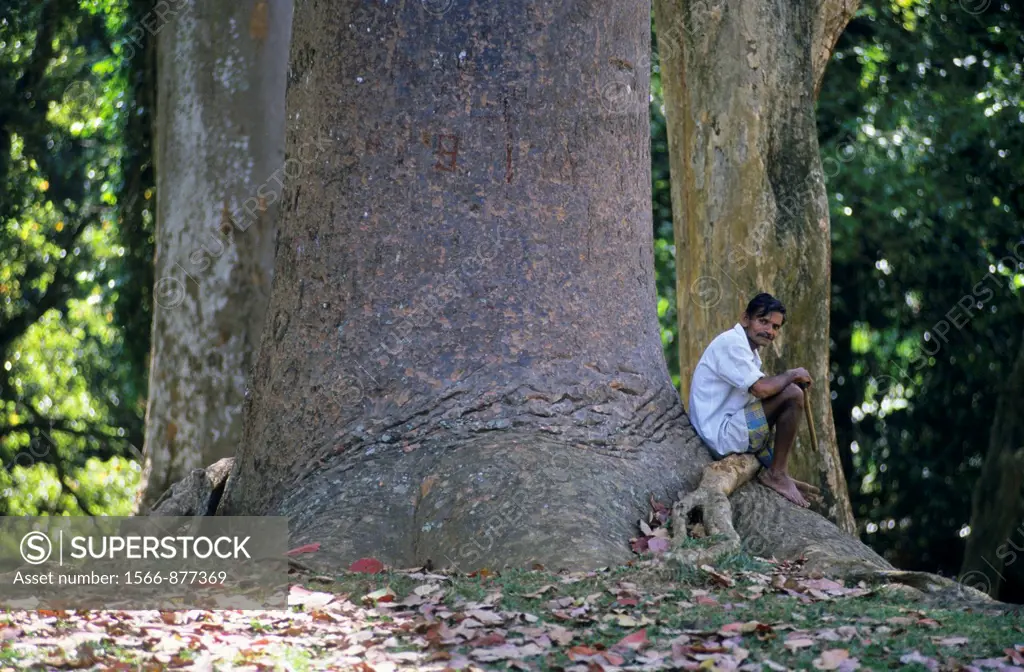 Local gardener sitting on root Queensland Kauri pine tree Agathis robusta, tree from Australia, Peradeniya Botanical Garden, Kandy, Sri Lanka
