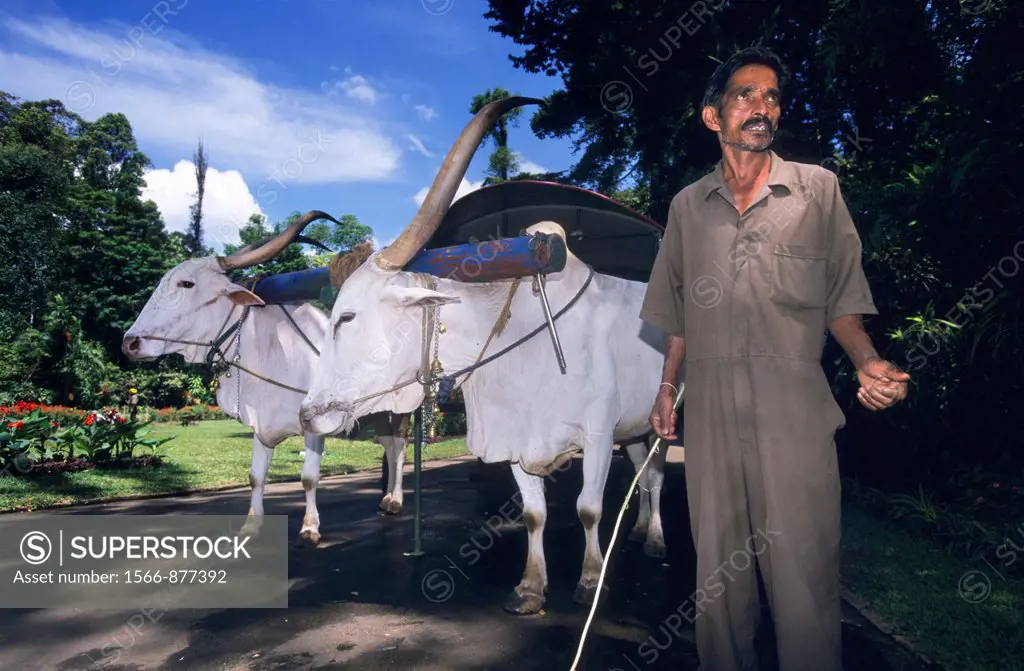 Ox cart for tourists in Peradeniya Botanical Garden, Kandy, Sri Lanka