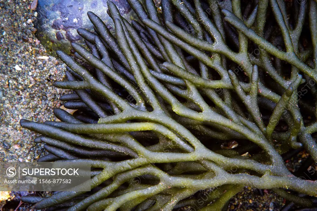 Green seaweed Codium tomentosum in a tidal pool