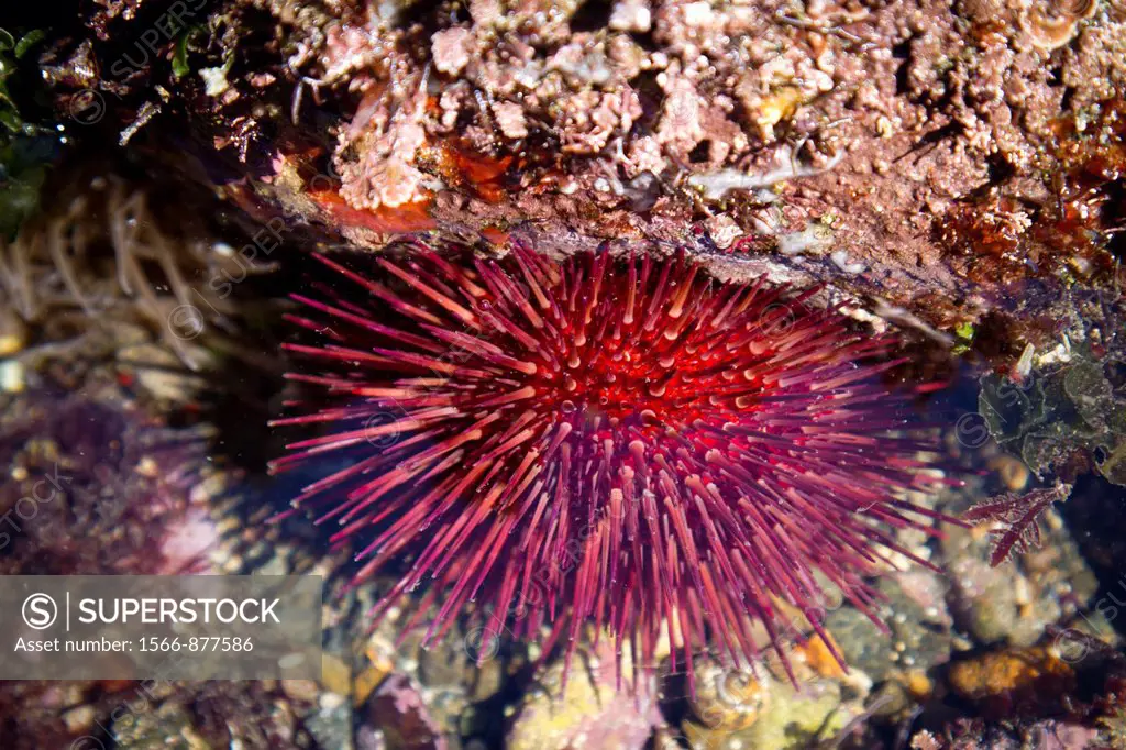 Purple sea urchin Paracentrotus lividus in a tidal pool