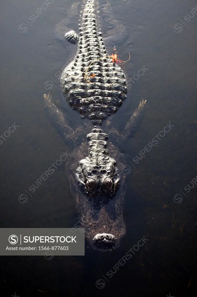 Swimming American Alligator Alligator mississippiensis in the Everglades National Park in Florida, USA
