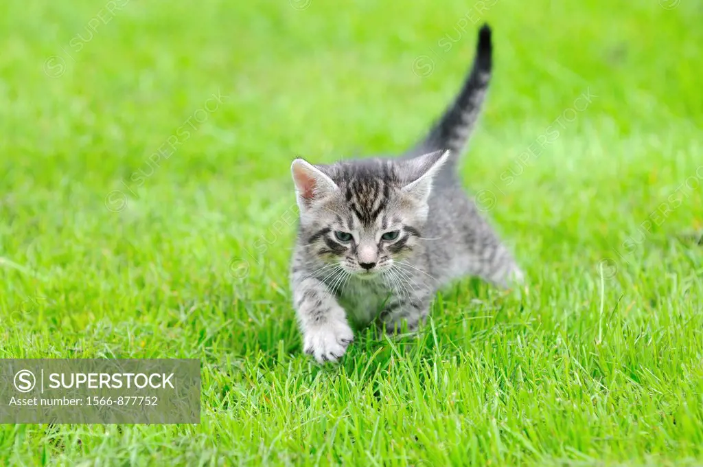 Kitten on a grass