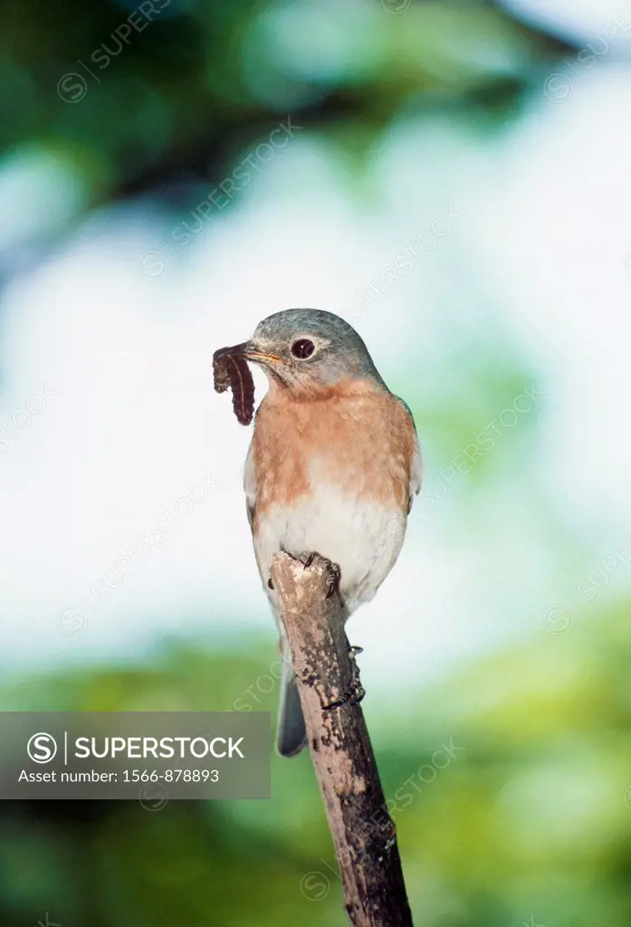 Female Eastern Bluebird (Sialia sialis) perched on stick with caterpillar