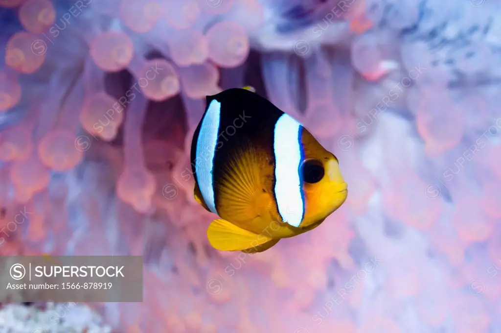 Clark´s anemonefish Amphiprion clarkii in Bubble tip anemone Entacmaea quadricolor  Orange/red fluorescing  The tentacles are usually a dull brown, bu...