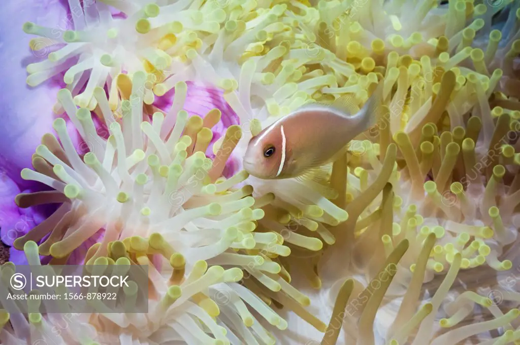 Pink anemonefish Amphiprion perideraion with partally bleached Magnificent anemone Heteractis magnifica  Bunaken National Park, North Sulawesi, Indone...