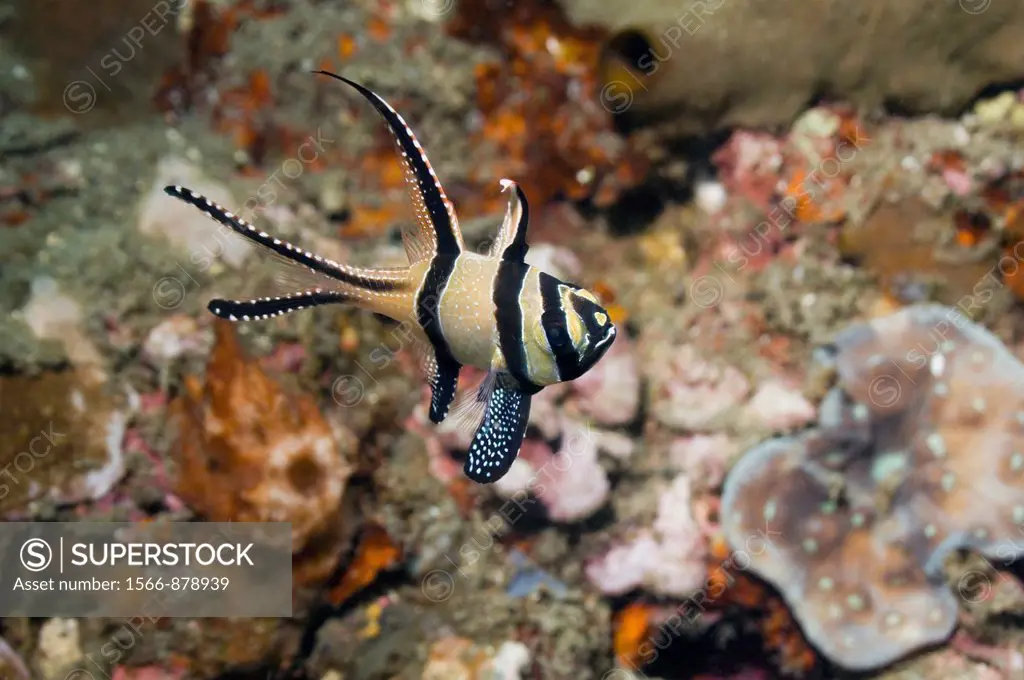 Banggai cardinalfish Pterapogon kauderni  Until recently only known from the Banggai Islands, central-east Sulawesi, but now abundant in Lembeh Strait...