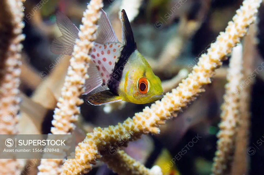 Pajama cardinalfish Sphaeramia nematoptera  Manado, North Sulawesi, Indonesia