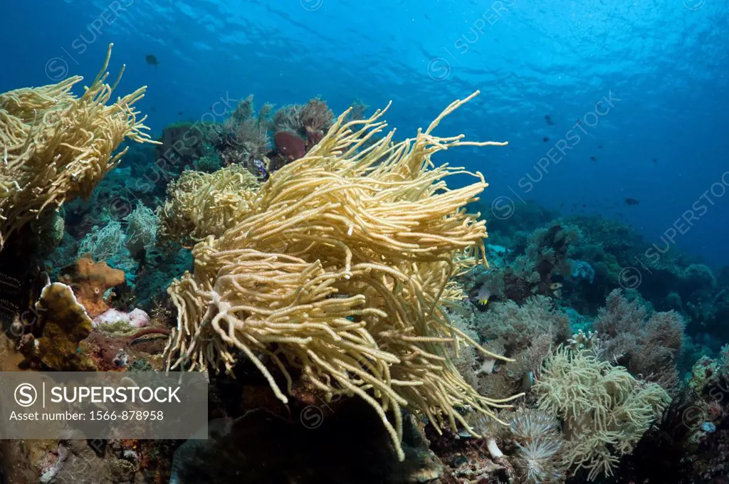 Leather coral - Sinularia flexibilis  Komodo National Park, Indonesia