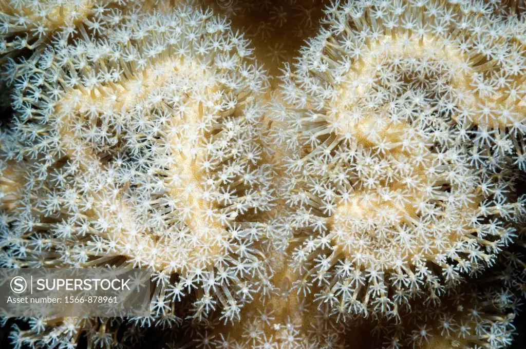 Leather coral Sarcophyton sp polyps close-up  Indonesia