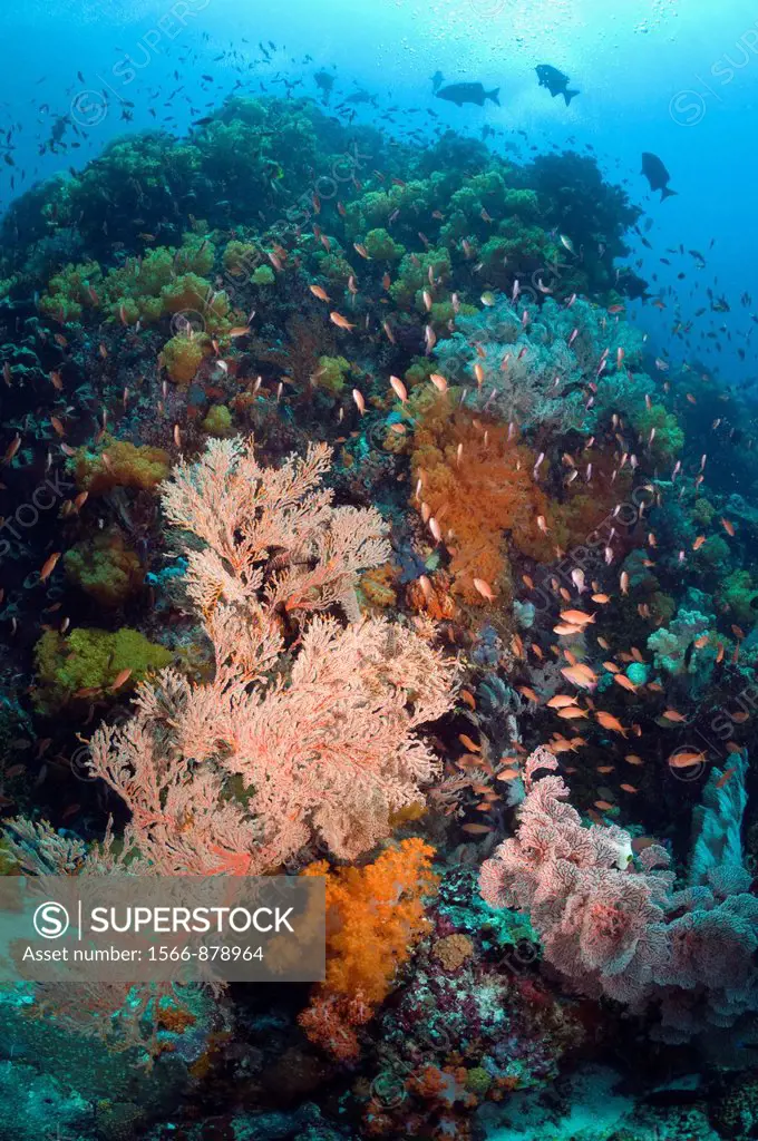 Coral reef scenery with gorgonian, soft corals and Lyretail anthias Pseudanthias squamipinnis  Rinca, Komodo National Park, Indonesia