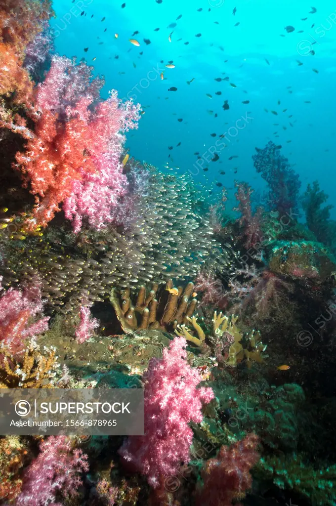 Coral reef scenery with Pygmy sweepers Parapriacanthus ransonetti and soft corals  Andaman Sea, Thailand