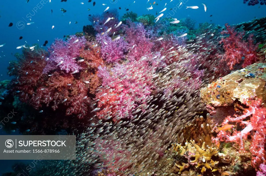 Soft corals Dendronephthya sp and Pygmy sweepers Parapriacanthus on coral reef  Andaman Sea, Thailand