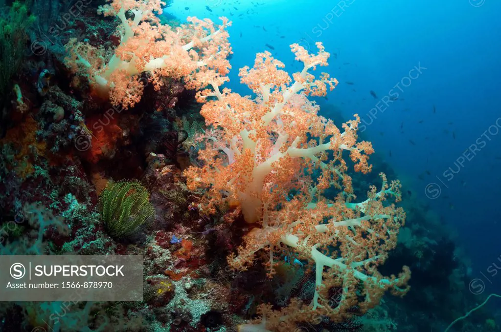 Coral reef scenery with Tree coral Scleronephthya sp  Rinca, Komodo National Park, Indonesia